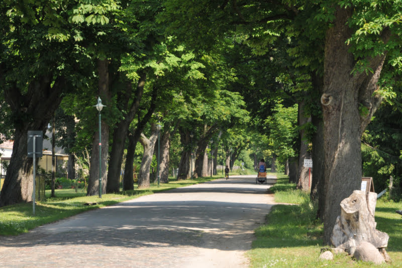 Barsdorf Allee | Bild Stadt Fürstenberg/Havel