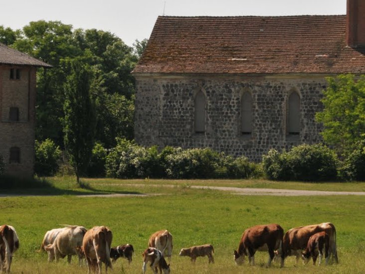 Weide vor der Kirche in Tornow